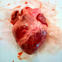 قلب چیست؟